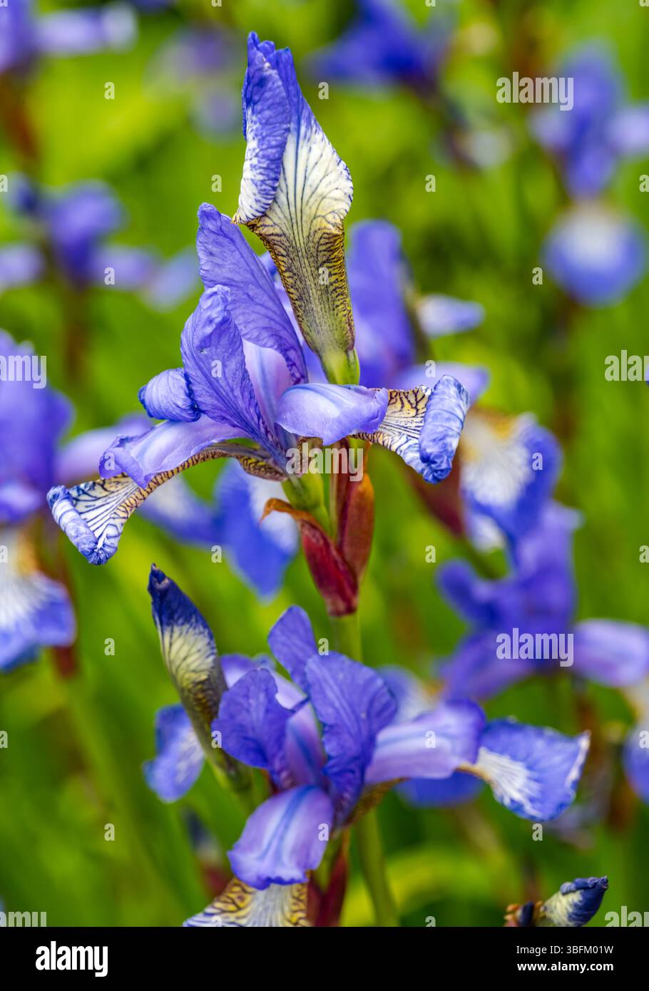 Gros plan de l'iris sibérien bleu (Iris sibirica) poussant en été dans un jardin, Écosse, Royaume-Uni Banque D'Images