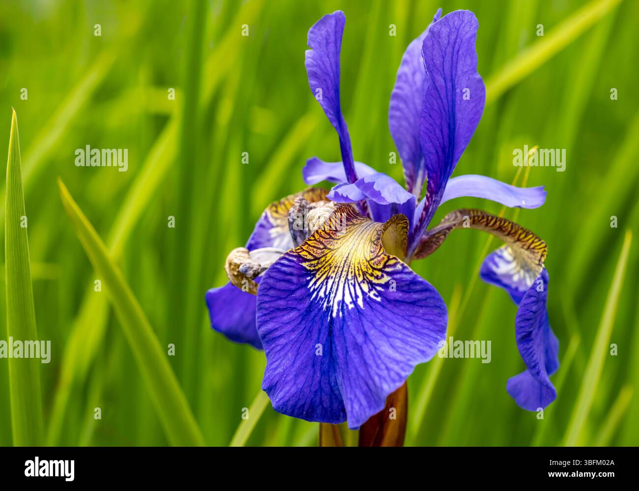Gros plan de l'iris sibérien bleu (Iris sibirica) poussant en été dans un jardin, Écosse, Royaume-Uni Banque D'Images