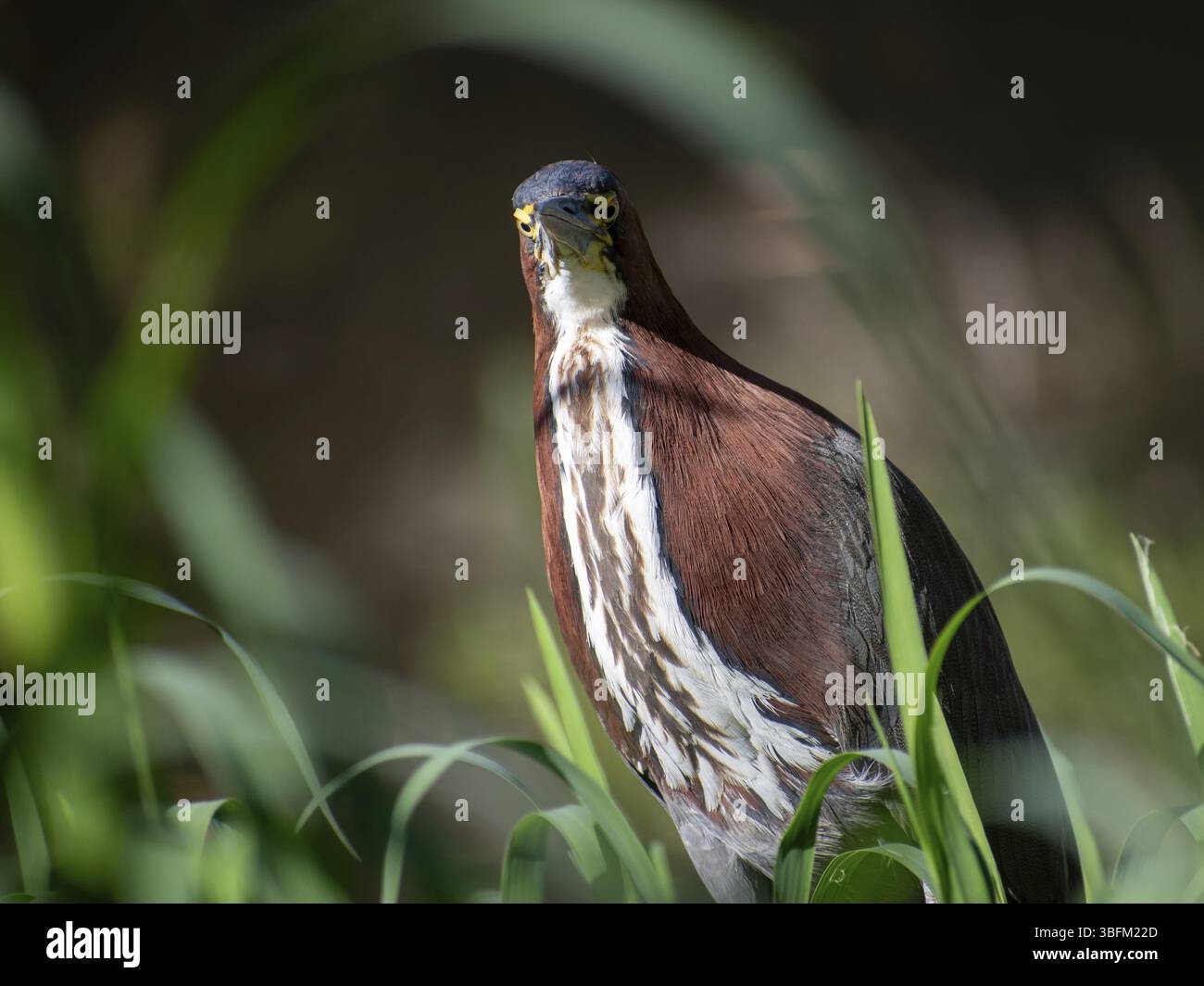 Héron marbré (Tigrisoma lineatum) dans un marais de la réserve naturelle Reserva Ecologica Ciudad Universitaria Costanera Norte, Buenos Aires, Argentine, S. Banque D'Images