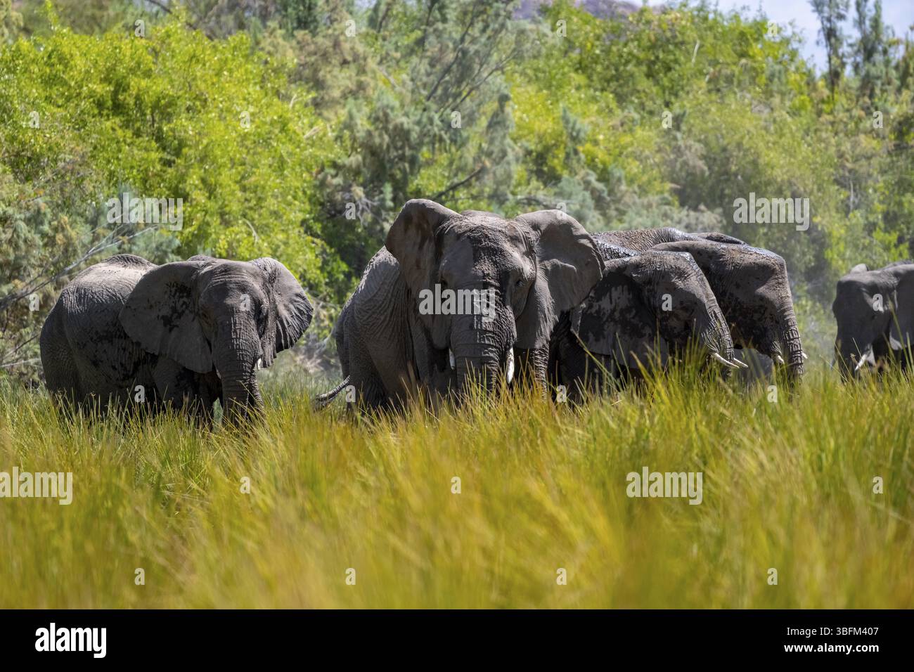 Éléphants du désert dans le lit de la rivière Ugab, Brandberg, Namibie, Afrique Banque D'Images