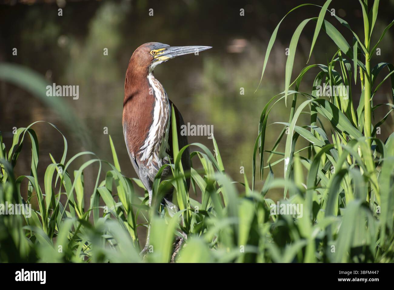 Héron marbré (Tigrisoma lineatum) dans un marais de la réserve naturelle Reserva Ecologica Ciudad Universitaria Costanera Norte, Buenos Aires, Argentine, S. Banque D'Images
