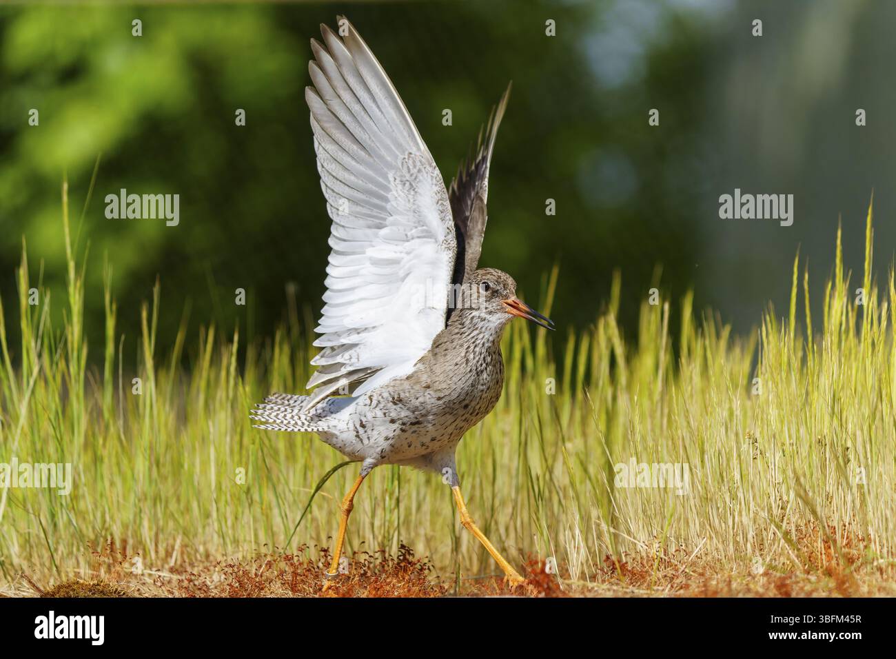 Oiseau aux ailes déployées dans un pré à la lumière naturelle, Redshank, (Tringa totanus), France, Europe Banque D'Images