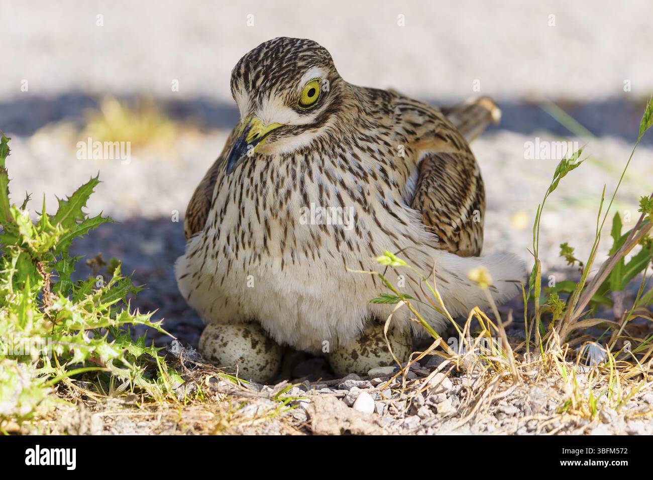 Oiseau assis de façon protectrice sur des oeufs sur sol sec, Curlew Stone (Burhinus oedicnemus), France, Europe Banque D'Images