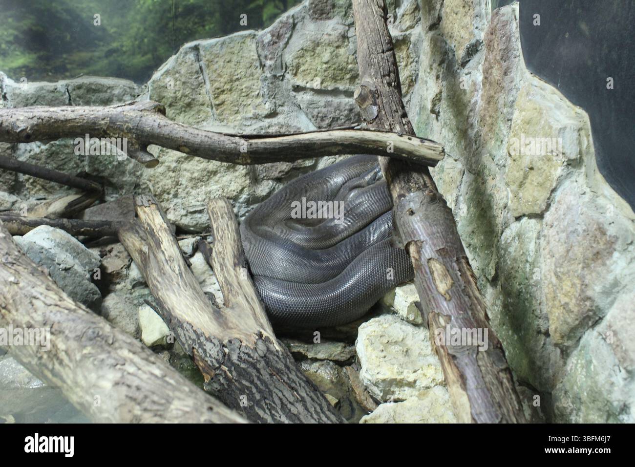Apodora papuana est un serpent noir situé entre les rochers et les branches. Banque D'Images