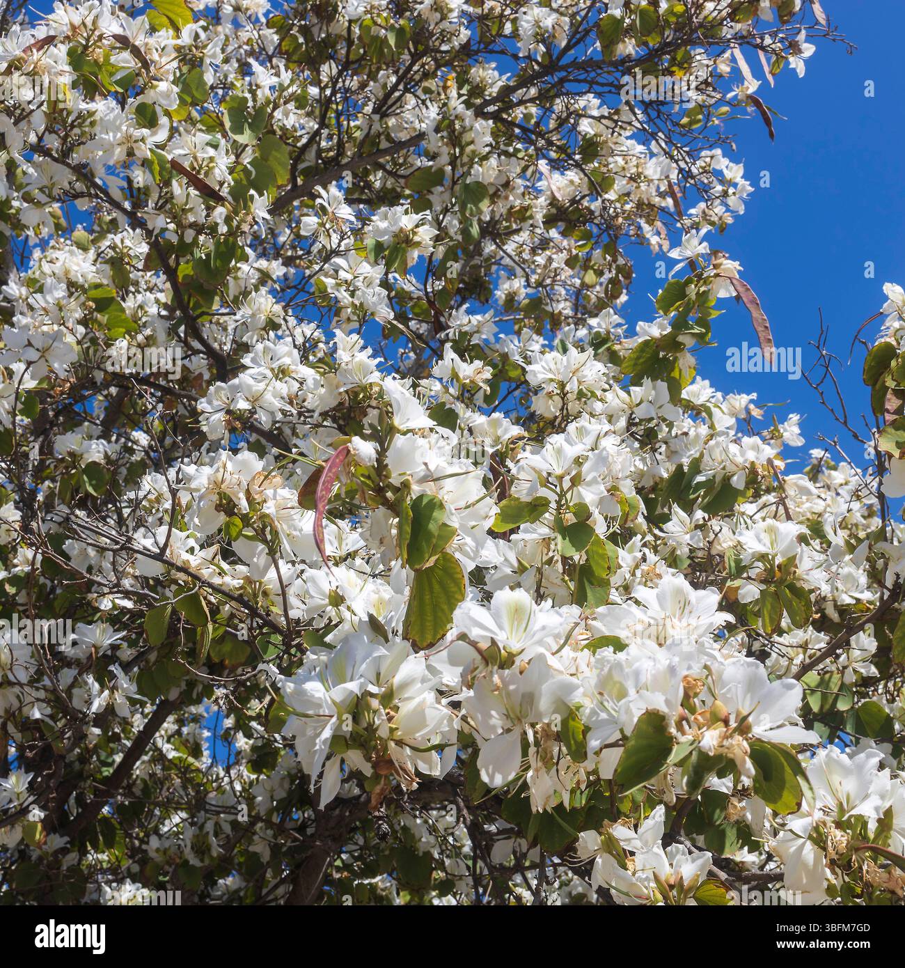 Fleurs blanches de Bauhinia et feuilles vertes sur un ciel bleu clair. Banque D'Images