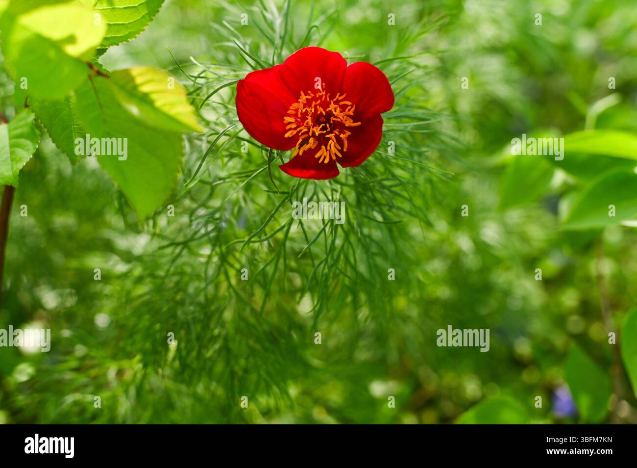 Une belle pivoine rouge à feuilles étroites - Paeonia tenuifolia prospère dans son habitat naturel, sur un fond floral coloré. beauté unique et n Banque D'Images