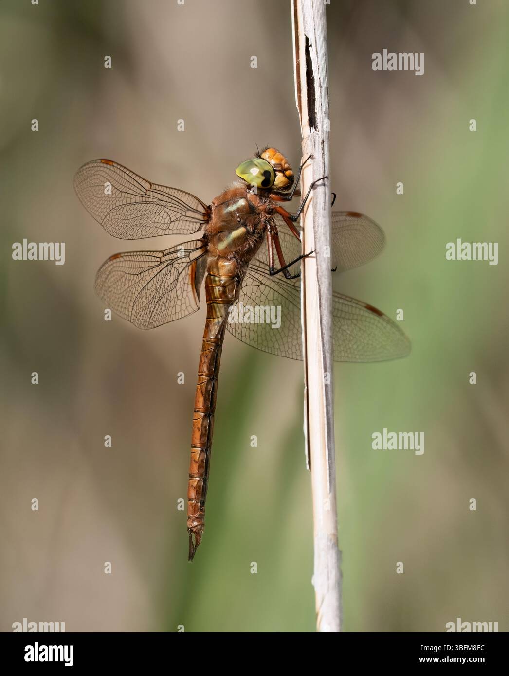 Norfolk Hawker libellule (Aeshna isocèles) perchée sur un roseau, Norfolk Banque D'Images