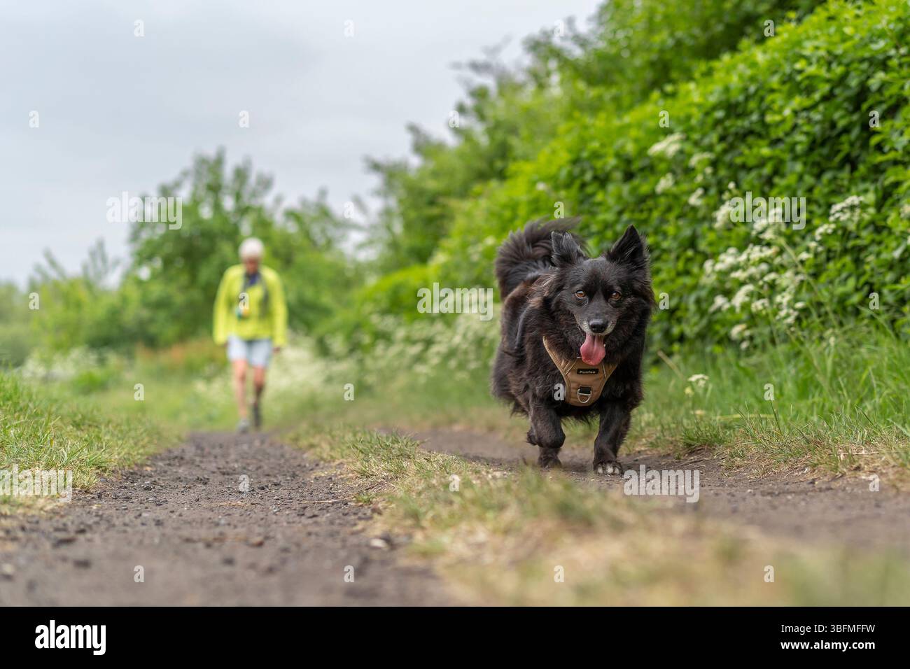 Vue de face d'un promeneur de chien et d'un chien sur une piste de gravier marchant vers le spectateur, le chien est au point et le propriétaire est hors de point dans l'arrière-plan. Banque D'Images