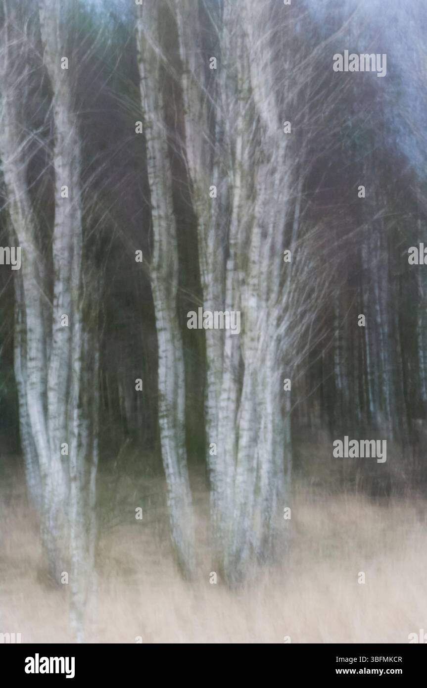 Bouleaux ivrés – flou artistique de bouleaux se balançant dans la lumière, comme des esprits dansants perdus dans le souffle de la forêt. Banque D'Images
