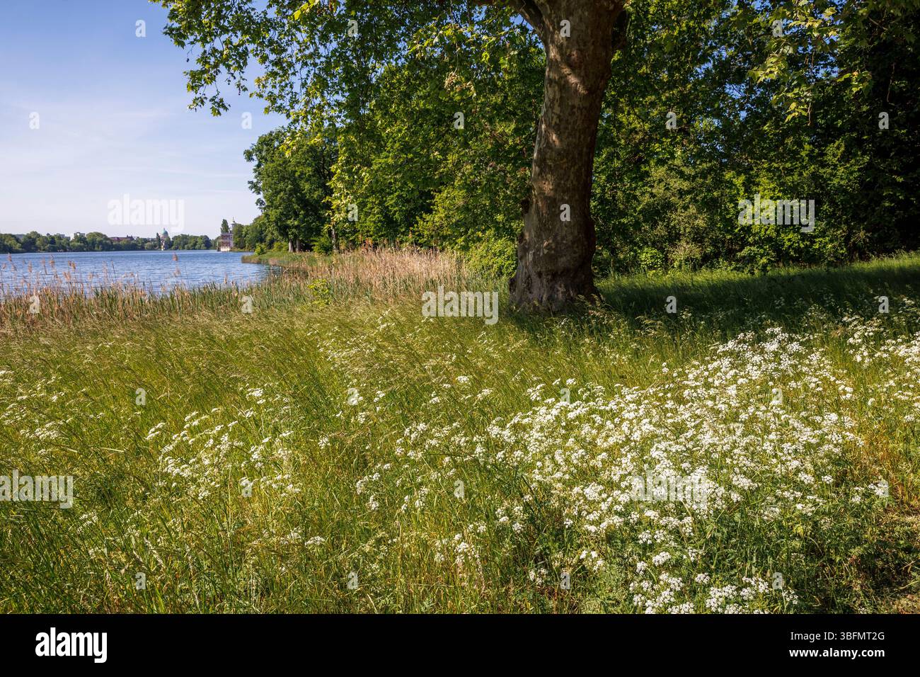 Dans le parc New Garden (allemand : Neuer Garten) sur le lac Heiliger See, prairie cerfeuil, Potsdam, Brandebourg, Allemagne. Der Neue Garten, Parkanlage am Heil Banque D'Images