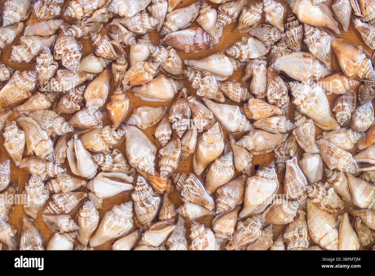Coquillages en résine époxy. Fond côtier décoratif. Coquillages naturels conservés. Surface marine artistique. Motif de texture époxy. Fait main sur le thème de la mer Banque D'Images