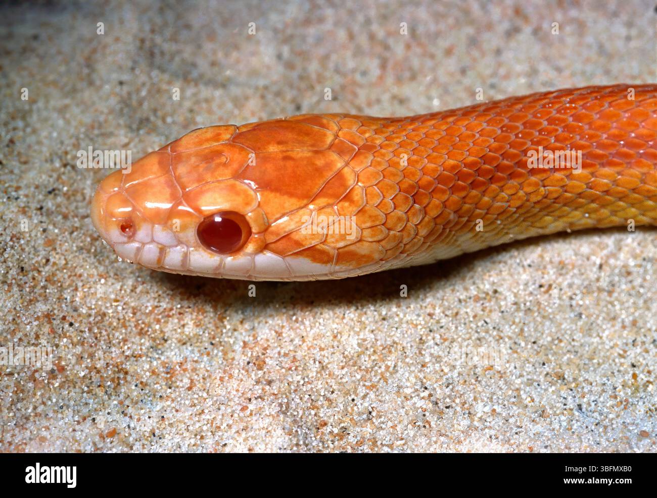 Serpent de maïs, Pantherophis guttatus amelanistics, Colubridae Banque D'Images