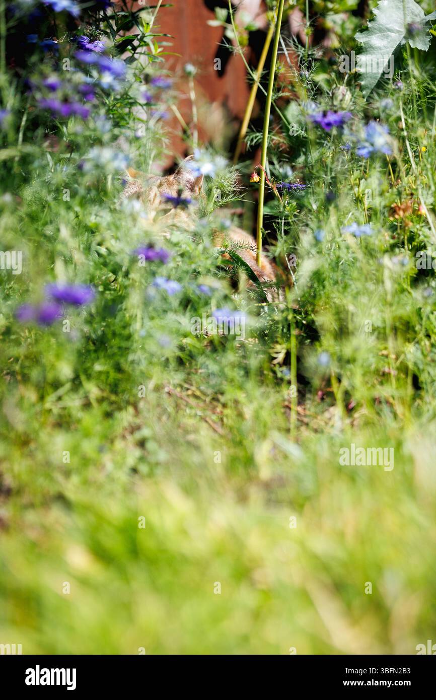 Une pelouse envahie dans un jardin britannique pendant le mois de mai (No Mow May) créant des habitats pour les insectes et permettant aux mauvaises herbes / plantes sauvages de pousser. Banque D'Images