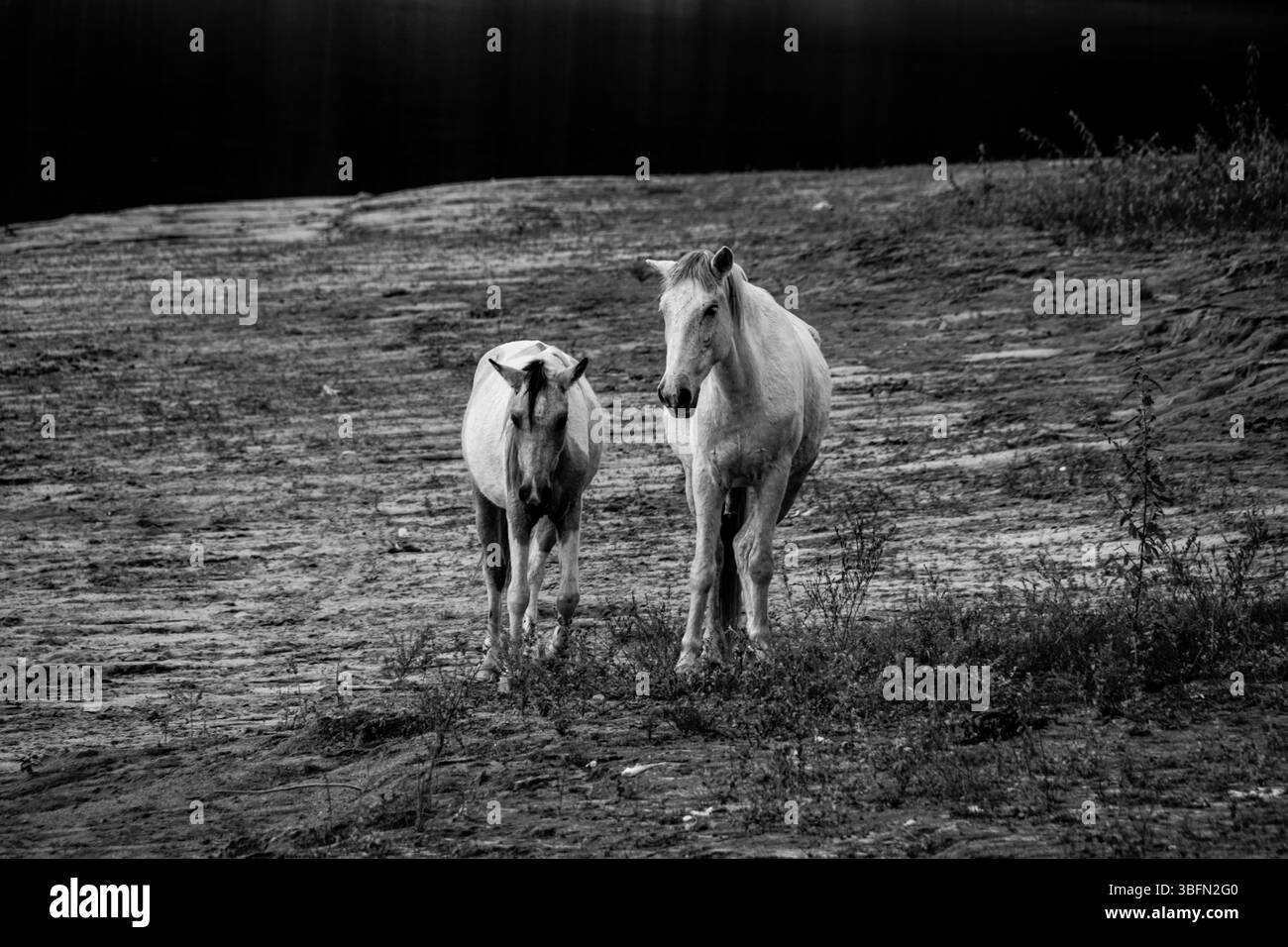 Capture en noir et blanc d'un groupe de chevaux qui paissent dans une prairie de fleurs sauvages avec des collines boisées en arrière-plan, créant un paysage rural serein. Banque D'Images
