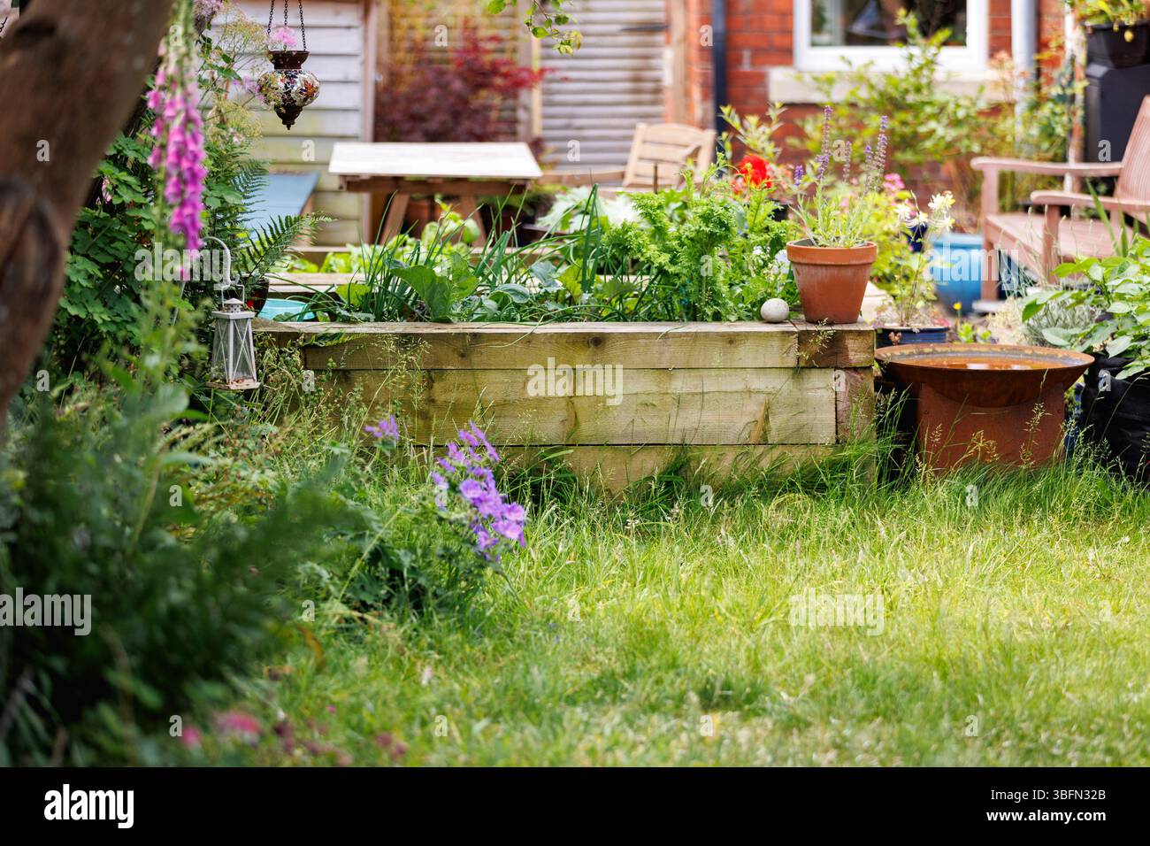 Une pelouse envahie dans un jardin britannique pendant le mois de mai (No Mow May) créant des habitats pour les insectes et permettant aux mauvaises herbes / plantes sauvages de pousser. Banque D'Images