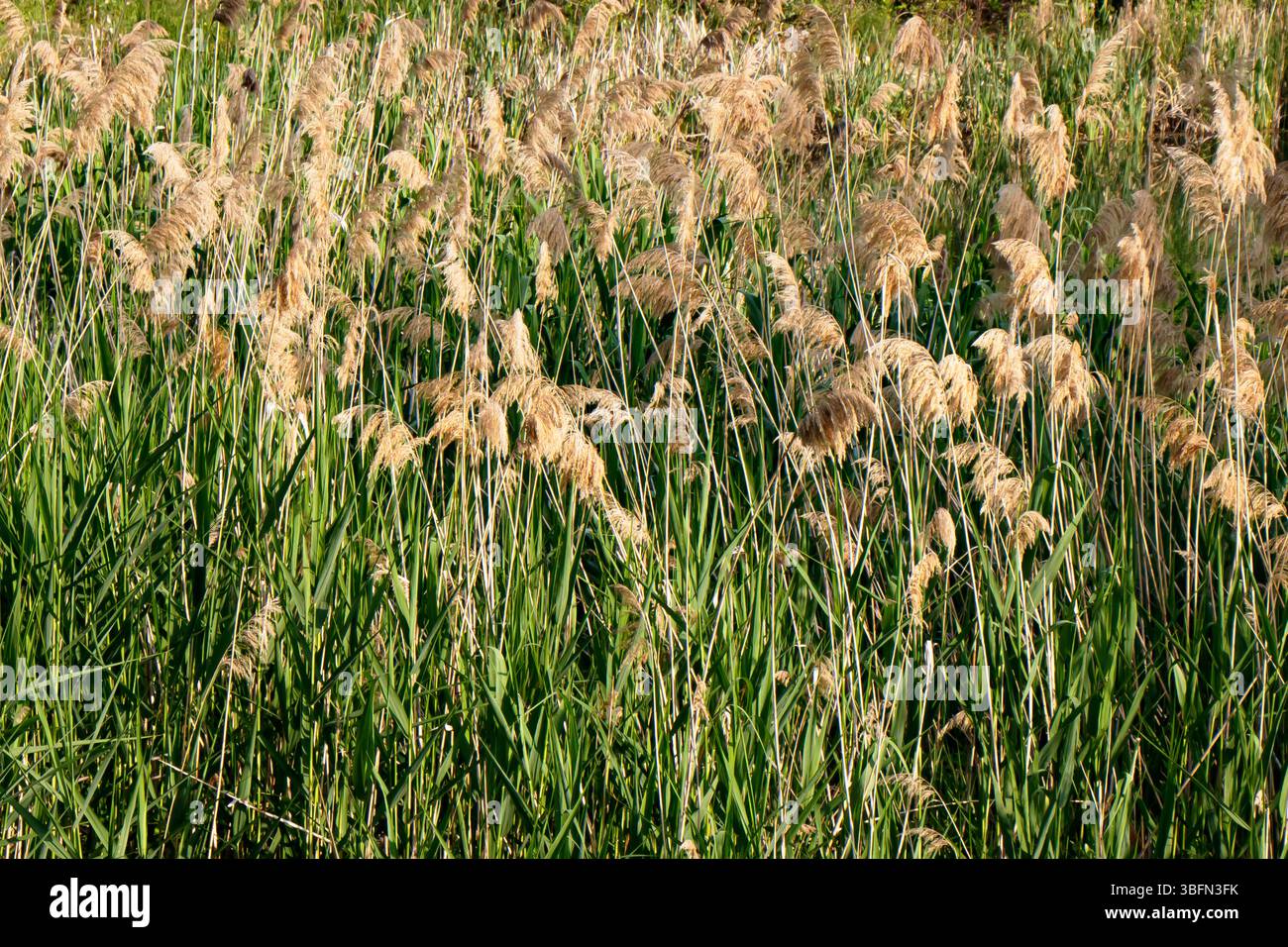 Un peuplement dense de roseaux communs est vu grandir dans un champ. Les plantes ont des tiges vertes et des têtes de graines bronzées. La vue est à l'extérieur en plein jour. Banque D'Images