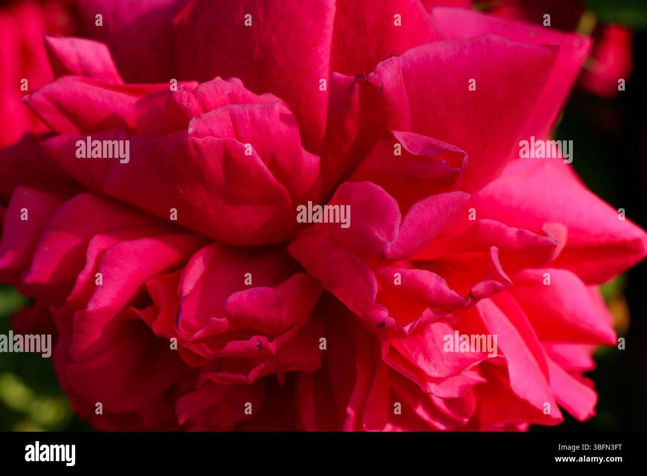 Un gros plan révèle la structure complexe des pétales et la couleur vibrante d'une rose rouge. La fleur semble être en pleine floraison, avec des pétales élégamment déroulés Banque D'Images