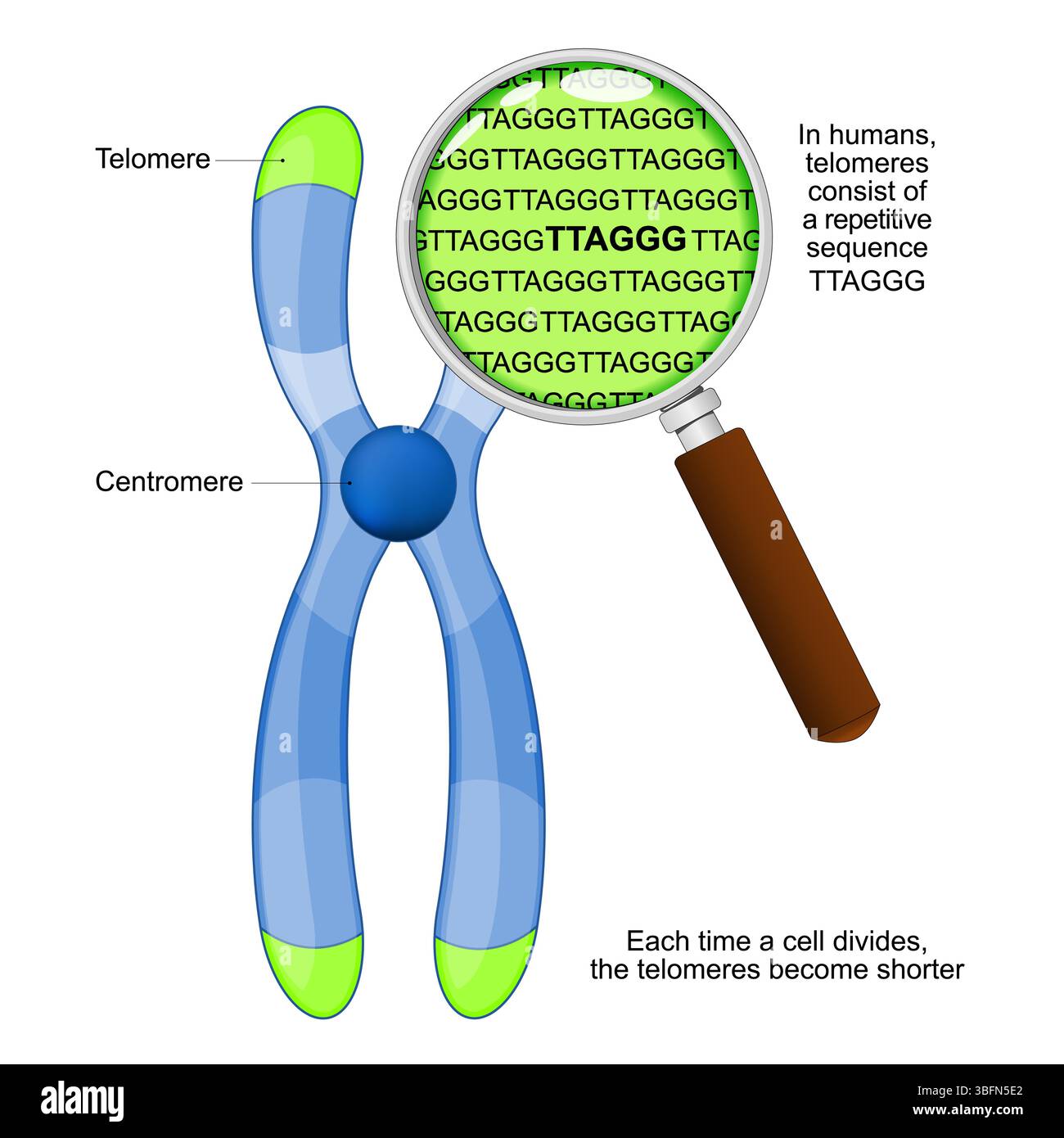 Chromosome, centromère et télomère. Gros plan d'une partie de l'ADN. Sous une loupe, les télomères humains sont constitués de la séquence répétitive TTAGGG. EA Illustration de Vecteur