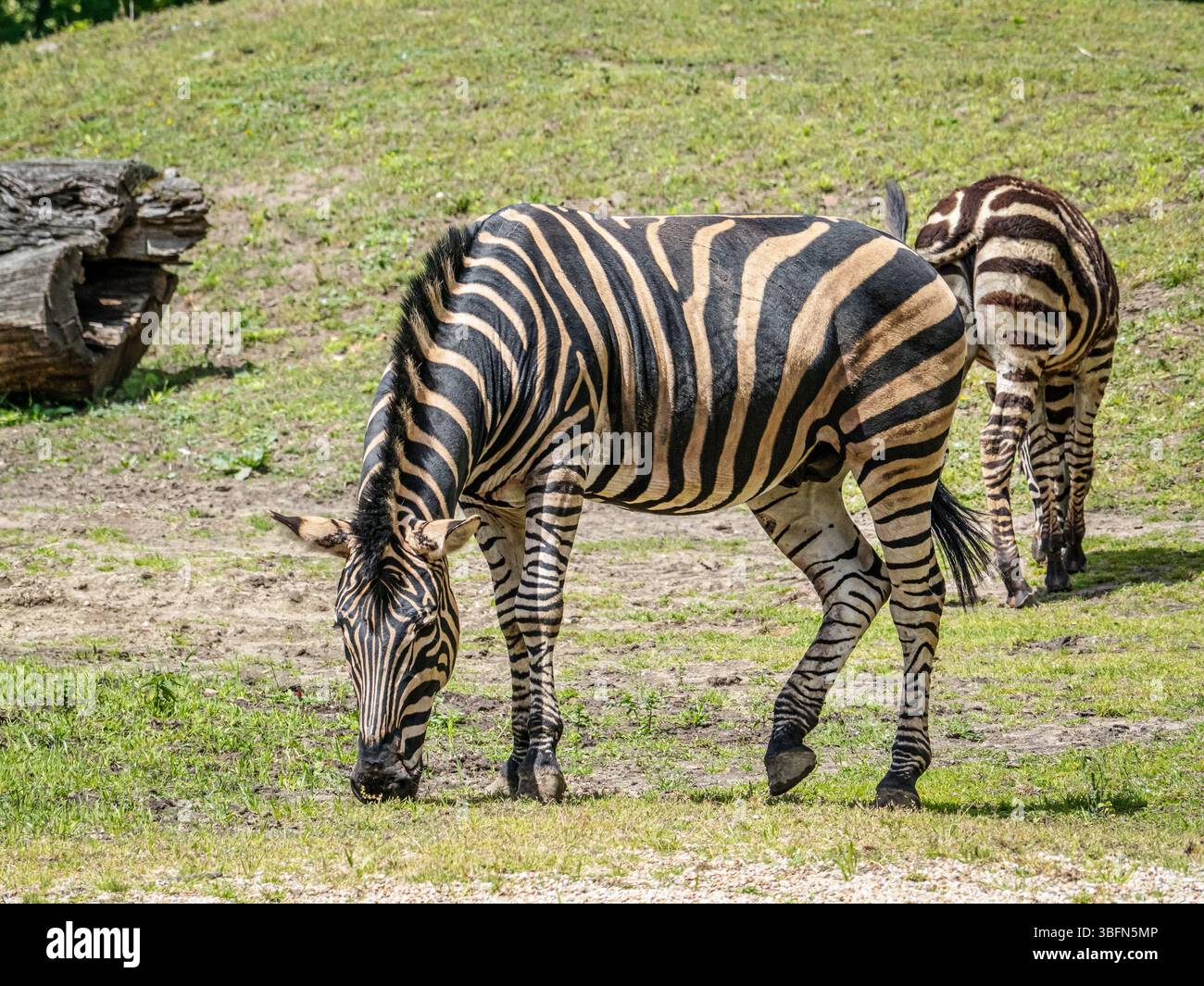 Deux zèbres pâturant paisiblement sous la lumière du soleil sur un terrain naturel ouvert avec de l'herbe et des bûches Banque D'Images