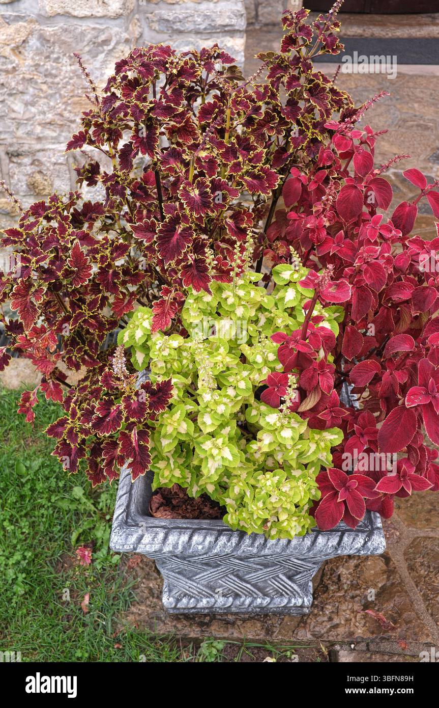Feuillage multicolore extérieur de plantes Coleus en pot, monastère de Gomionica, Kmecani, Bosnie-Herzégovine Banque D'Images