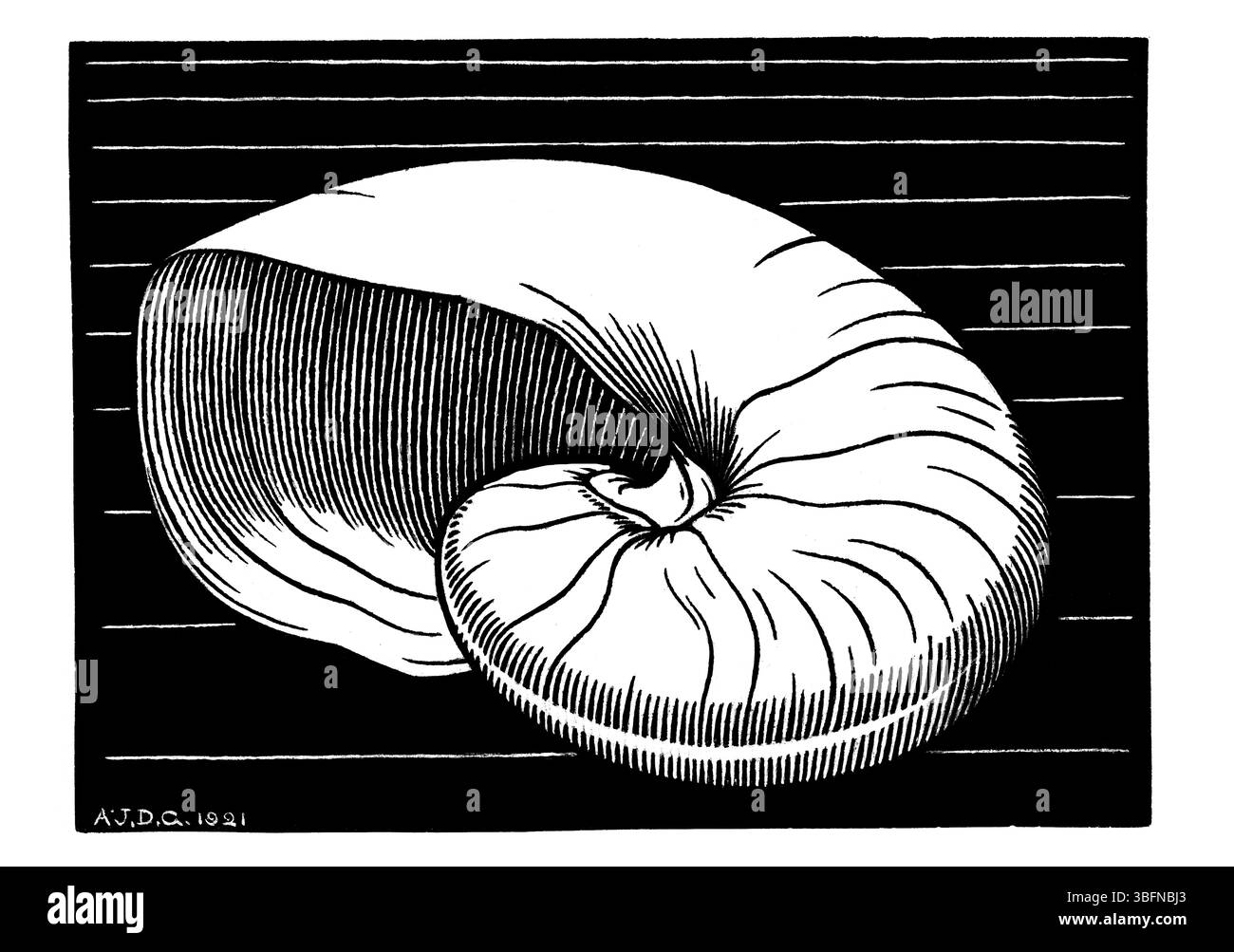 1921 gravure sur bois néerlandaise 'Nautilusschelp' par Julie de Graag. Impression de coquille nautilus détaillée du domaine public. Art d'histoire naturelle haute résolution pour le décor, edi Banque D'Images