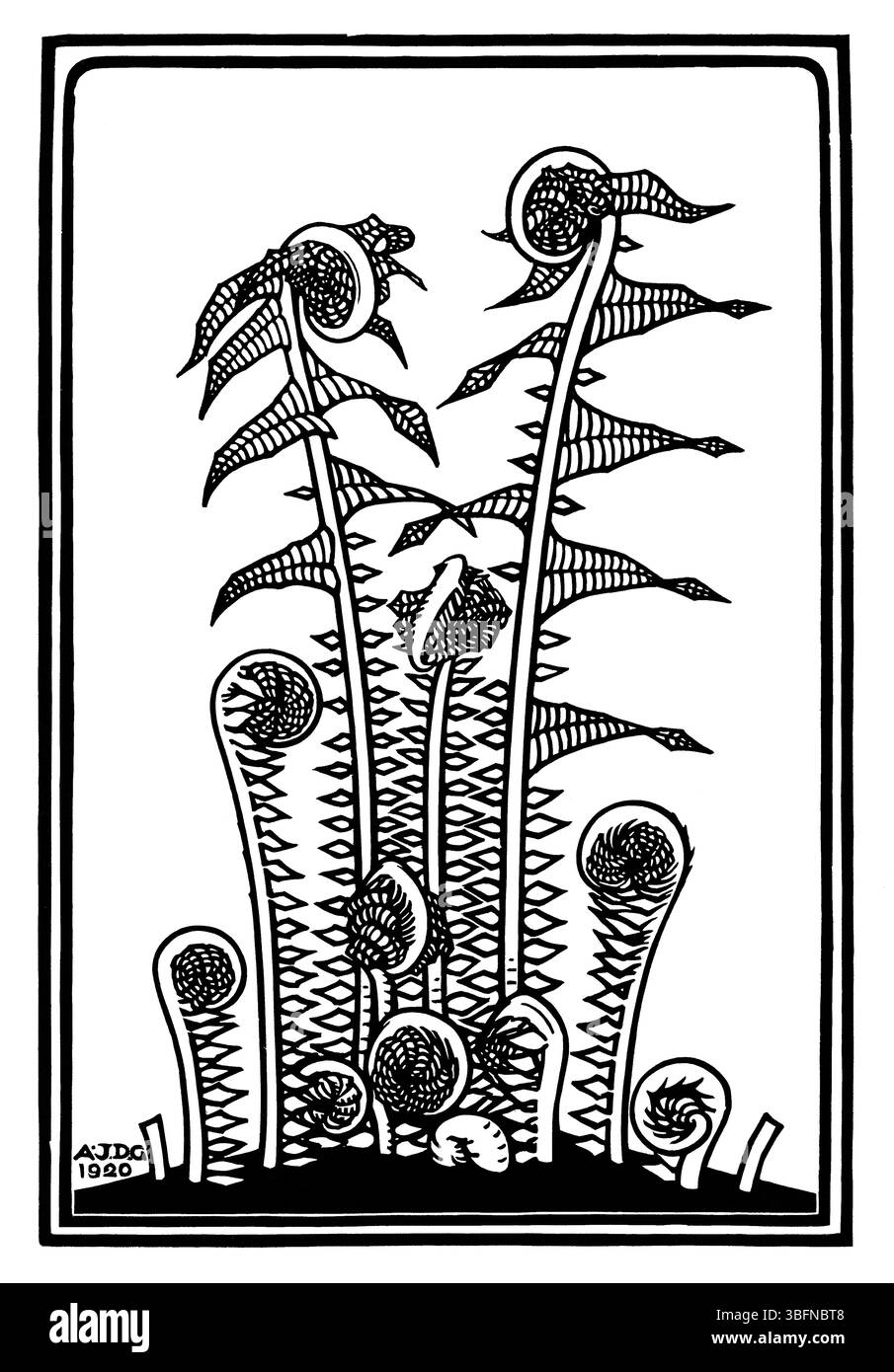 1920 hollandaise gravée sur bois 'Ferns' par Julie de Graag. Imprimé botanique du domaine public. Illustration nature vintage haute résolution pour décor et usage éditorial. Banque D'Images
