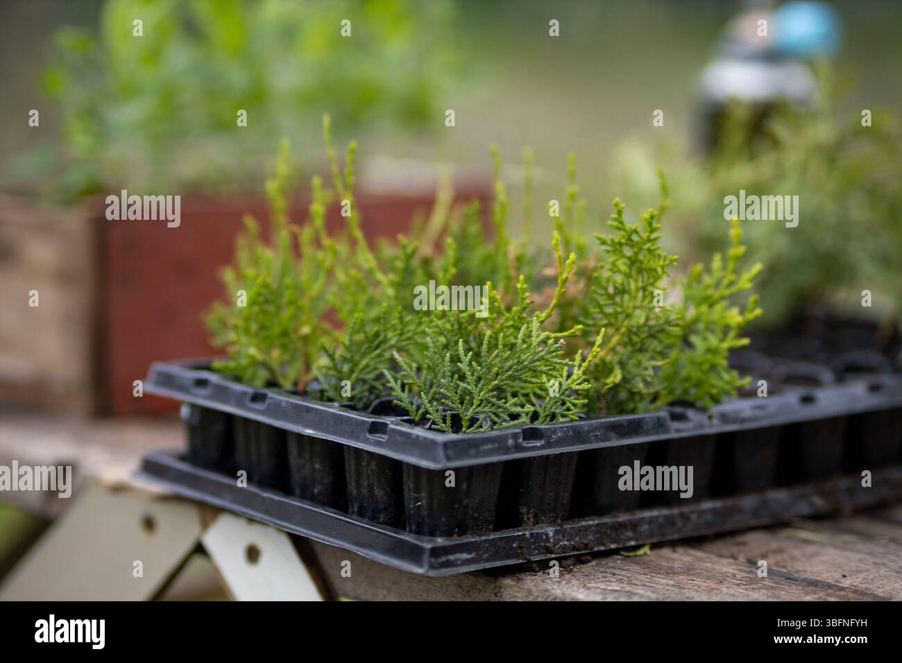Jeunes plants de thuja dans une cassette Banque D'Images
