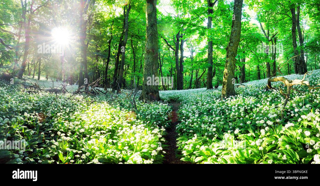 Forrest de printemps. Frais Vert Bois dans la forêt de Franconie, Allemagne. L'ail sauvage en fleurs. Banque D'Images