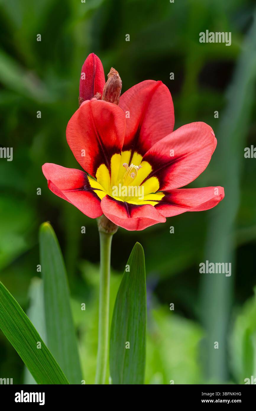 Wandflower ou fleur d'arlequin (Sparaxis tricolor), Iridaceae. Afrique du Sud herbe bulbeuse vivace, plante ornementale, fleurs rouges, jaunes et noires. Banque D'Images