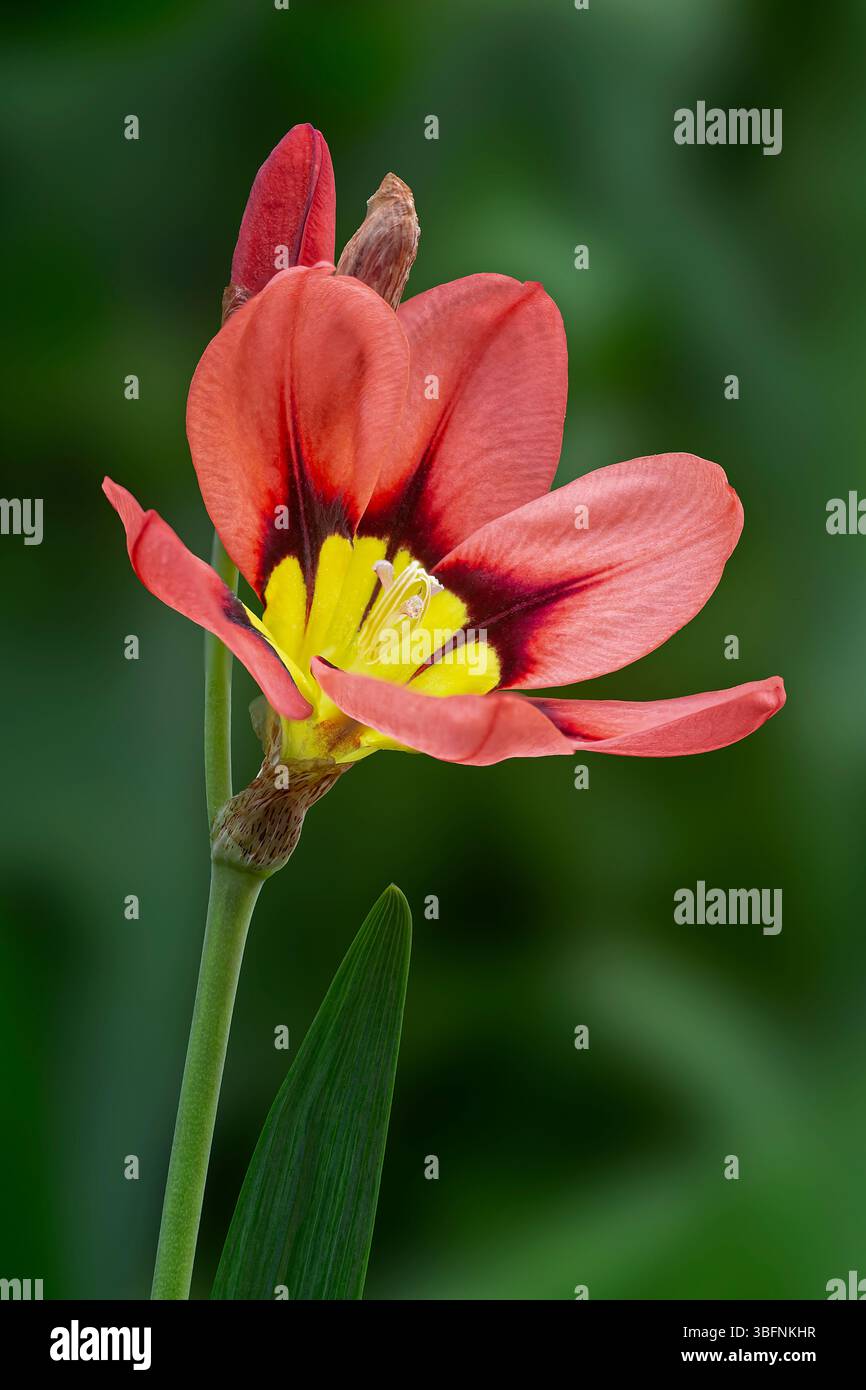 Wandflower ou fleur d'arlequin (Sparaxis tricolor), Iridaceae. Afrique du Sud herbe bulbeuse vivace, plante ornementale, fleurs rouges, jaunes et noires. Banque D'Images