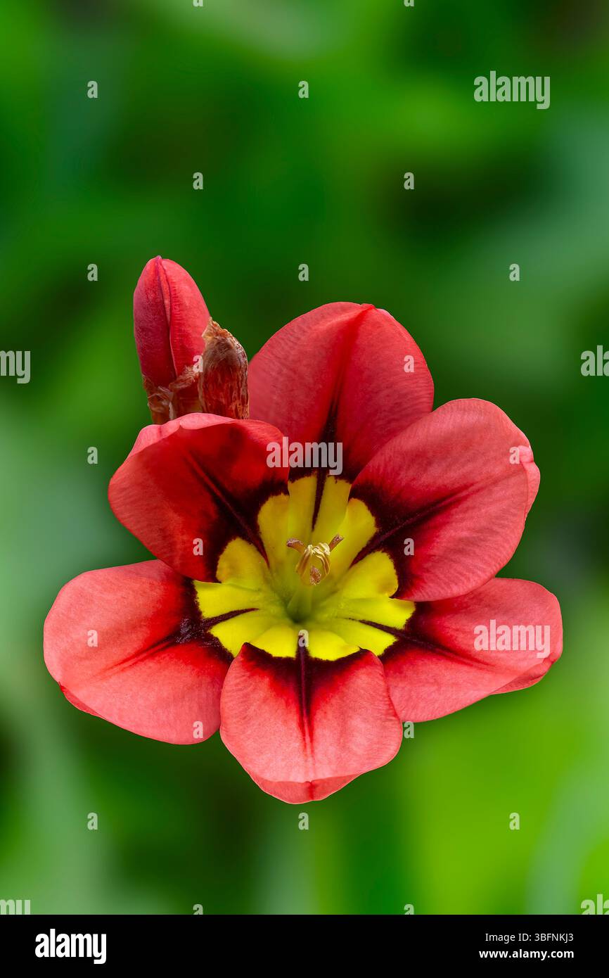 Wandflower ou fleur d'arlequin (Sparaxis tricolor), Iridaceae. Afrique du Sud herbe bulbeuse vivace, plante ornementale, fleurs rouges, jaunes et noires. Banque D'Images