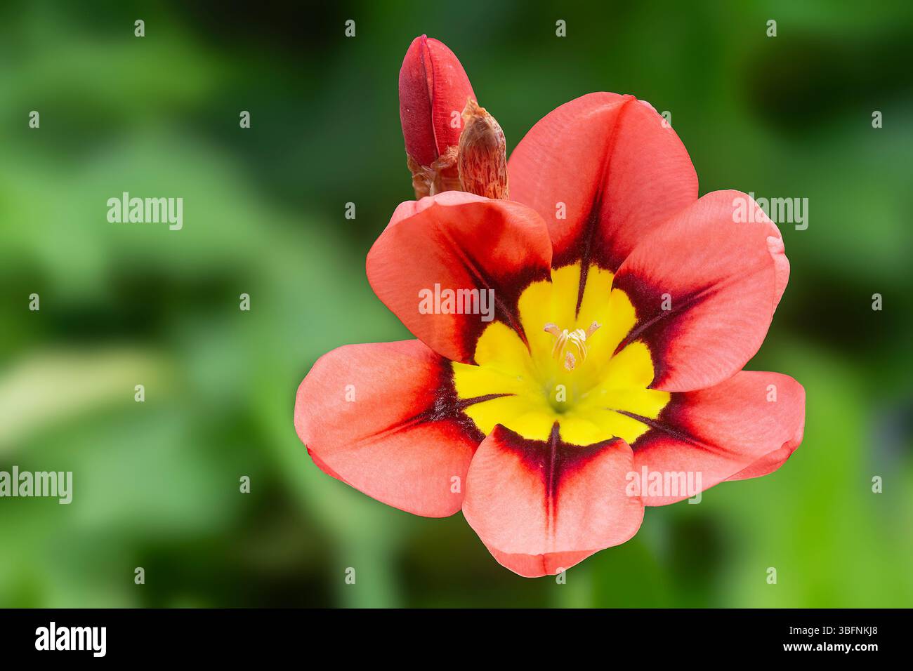 Wandflower ou fleur d'arlequin (Sparaxis tricolor), Iridaceae. Afrique du Sud herbe bulbeuse vivace, plante ornementale, fleurs rouges, jaunes et noires. Banque D'Images