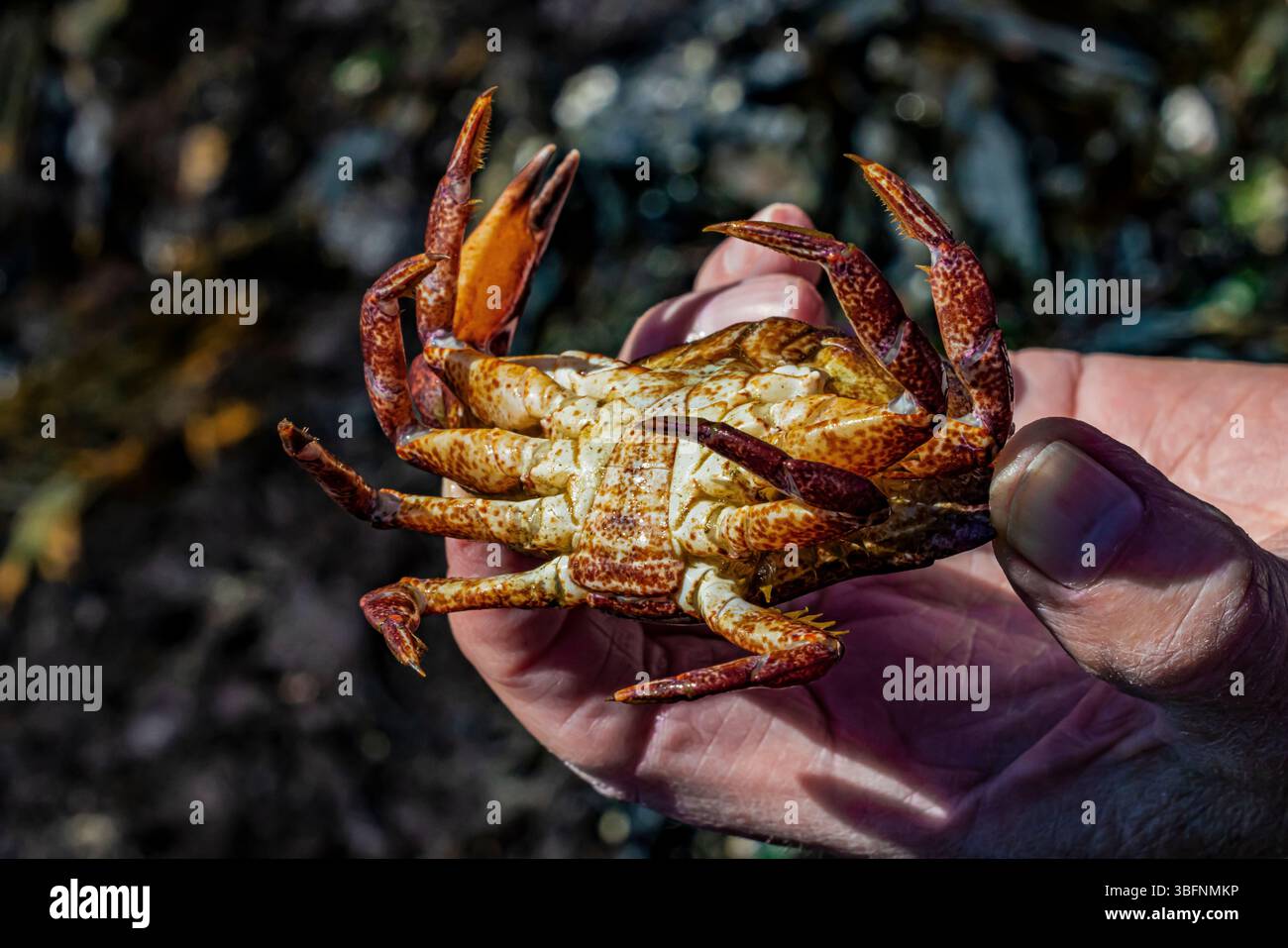 Crabe des roches rouges, cancer productus, dans le sanctuaire marin de Tongue point, détroit de Juan de Fuca, État de Washington, États-Unis Banque D'Images