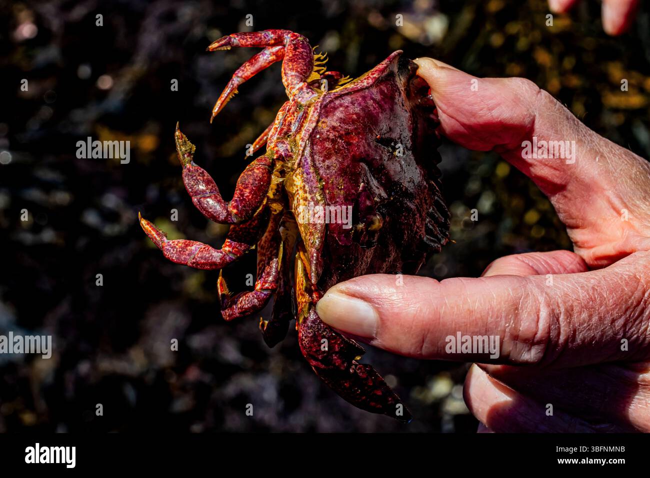 Crabe des roches rouges, cancer productus, dans le sanctuaire marin de Tongue point, détroit de Juan de Fuca, État de Washington, États-Unis Banque D'Images