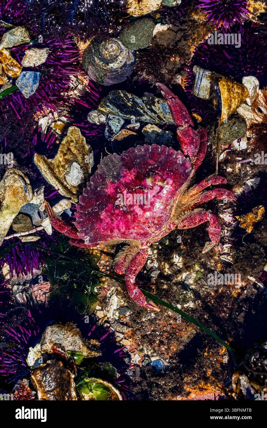 Crabe des roches rouges, cancer productus, dans le sanctuaire marin de Tongue point, détroit de Juan de Fuca, État de Washington, États-Unis Banque D'Images