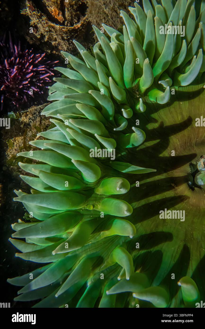 Anémone verte géante, Anthopleura xanthogrammica, dans le sanctuaire de vie marine de Tongue point, détroit de Juan de Fuca, État de Washington, États-Unis Banque D'Images