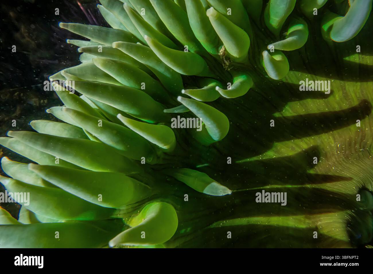 Anémone verte géante, Anthopleura xanthogrammica, dans le sanctuaire de vie marine de Tongue point, détroit de Juan de Fuca, État de Washington, États-Unis Banque D'Images