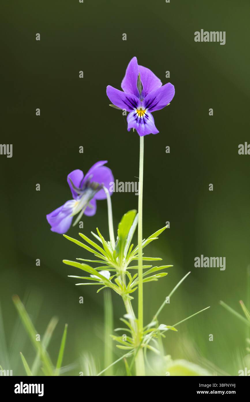 Pensées sauvages Viola tricolor, floraison, Parcul Național Piatra Craiului, Zărnești, Roumanie, mai Banque D'Images