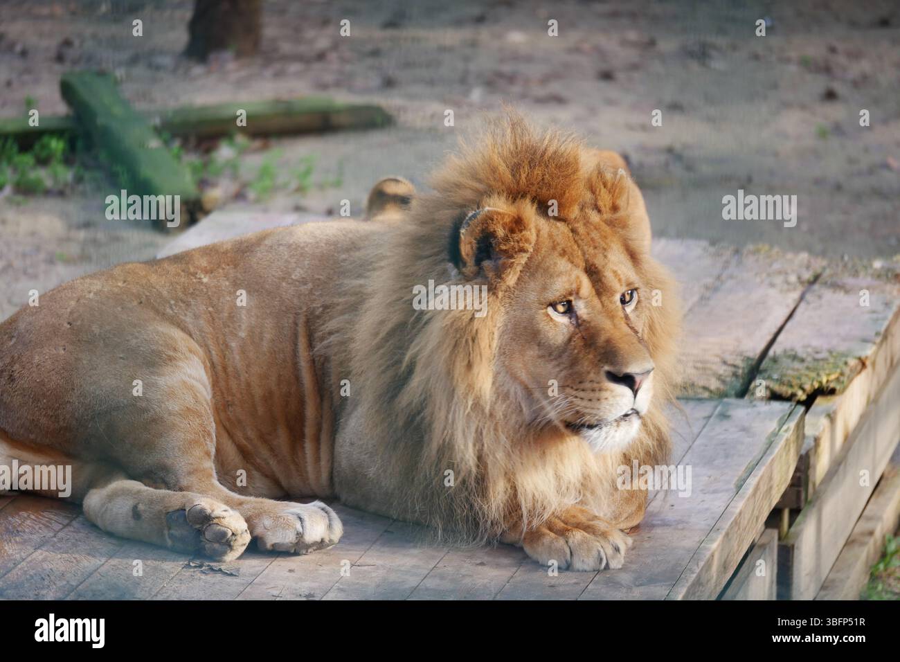 Lion reposant sur une plate-forme en bois dans un habitat naturel Banque D'Images