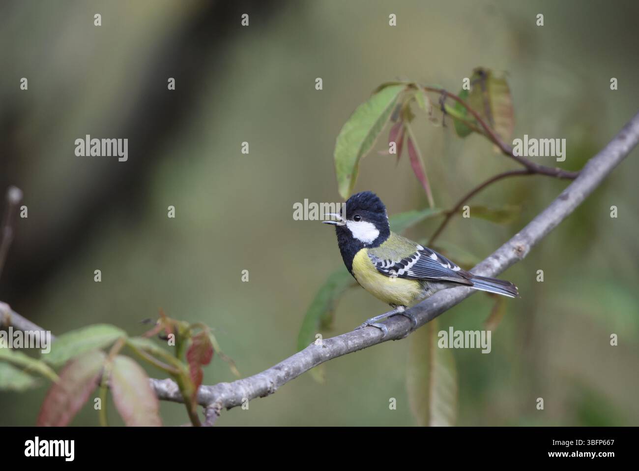 La mésange à dos vert (Parus monticolus) est une espèce d'oiseau de la famille des Paridae. Cette photo a été prise dans le nord de l'Inde. Banque D'Images La mésange à dos vert (Parus monticolus) est une espèce d'oiseau de la famille des Paridae. Cette photo a été prise dans le nord de l'Inde. Banque D'Images