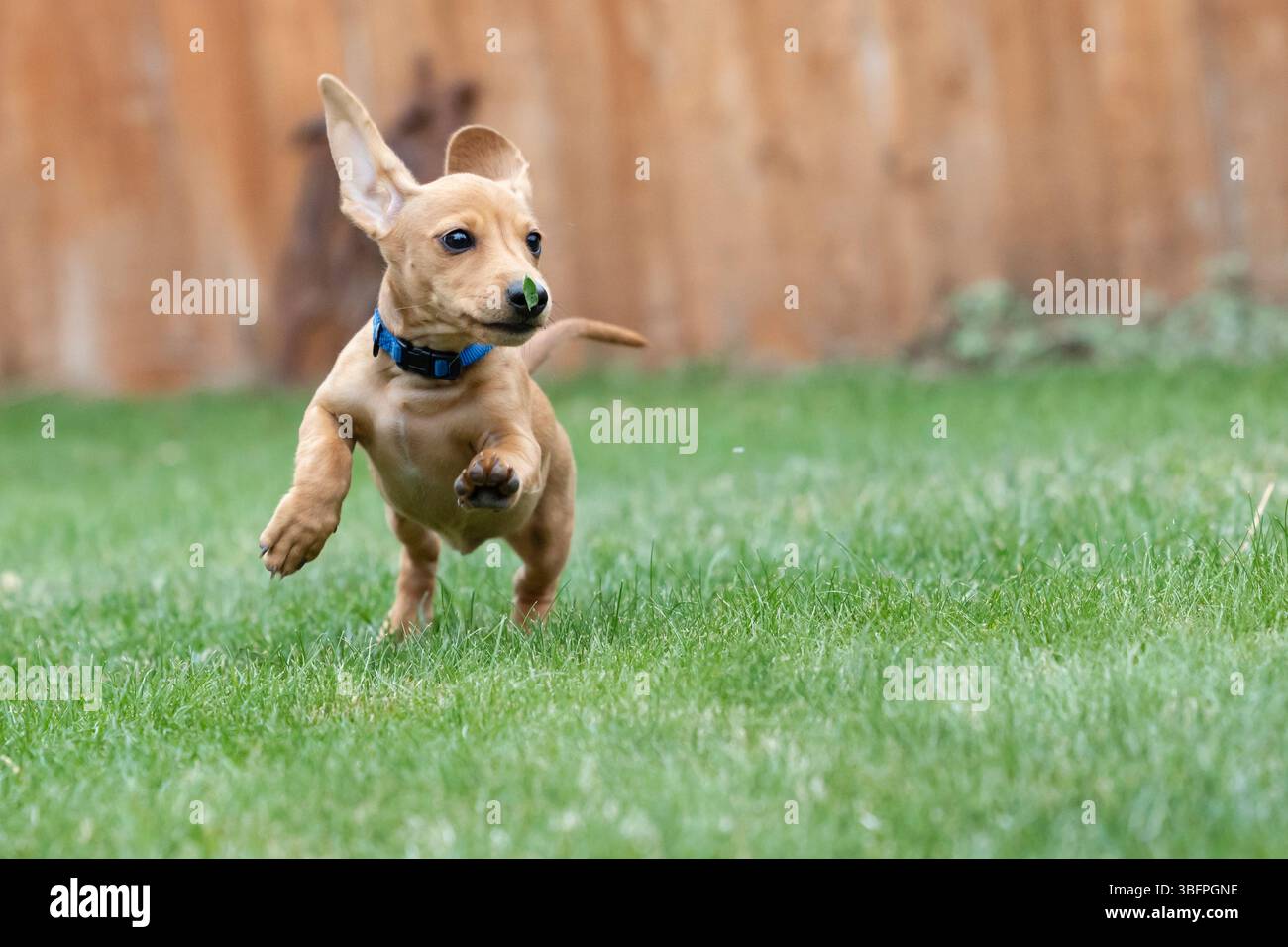 Chiot Teckel miniature jouant dans l'herbe Banque D'Images