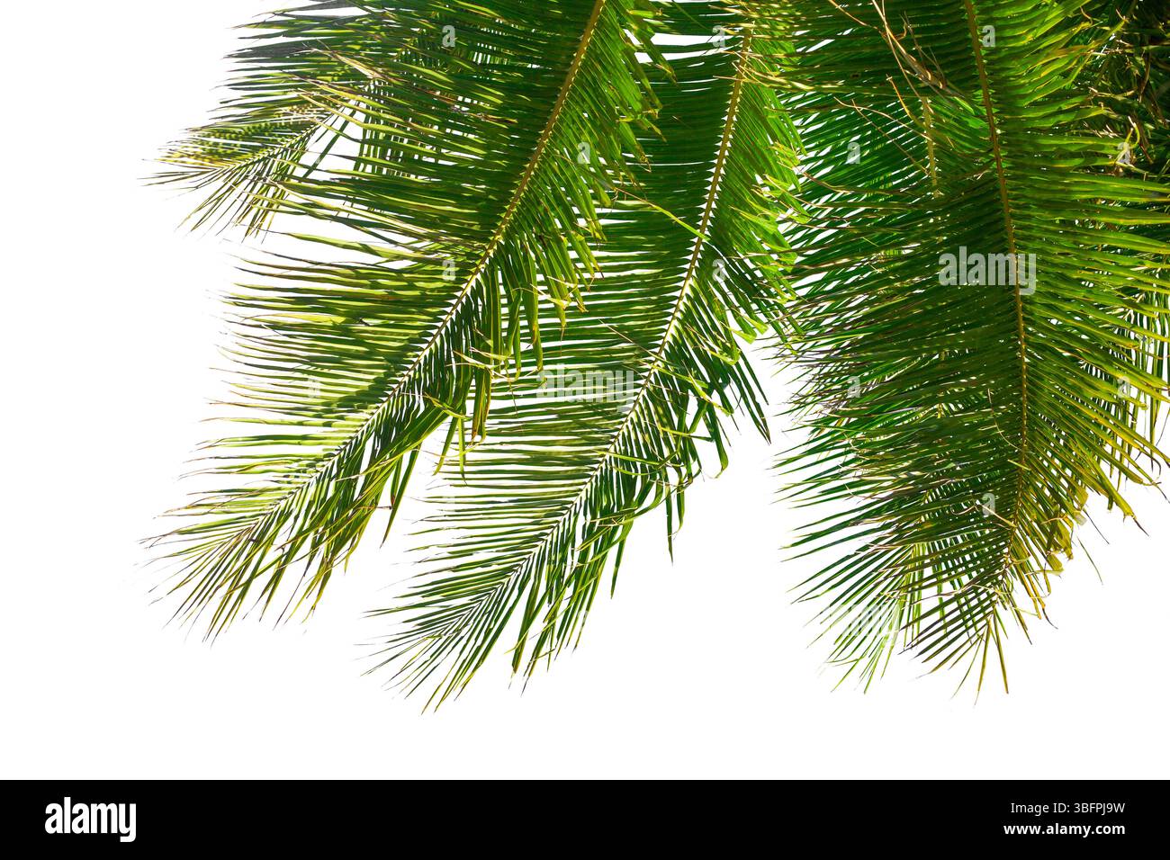 Texture des feuilles de palmier fond blanc isolé gros plan, décoration de feuille de palmier de coco, cadre de branche de palmier vert, motif de feuillage exotique, conception Banque D'Images