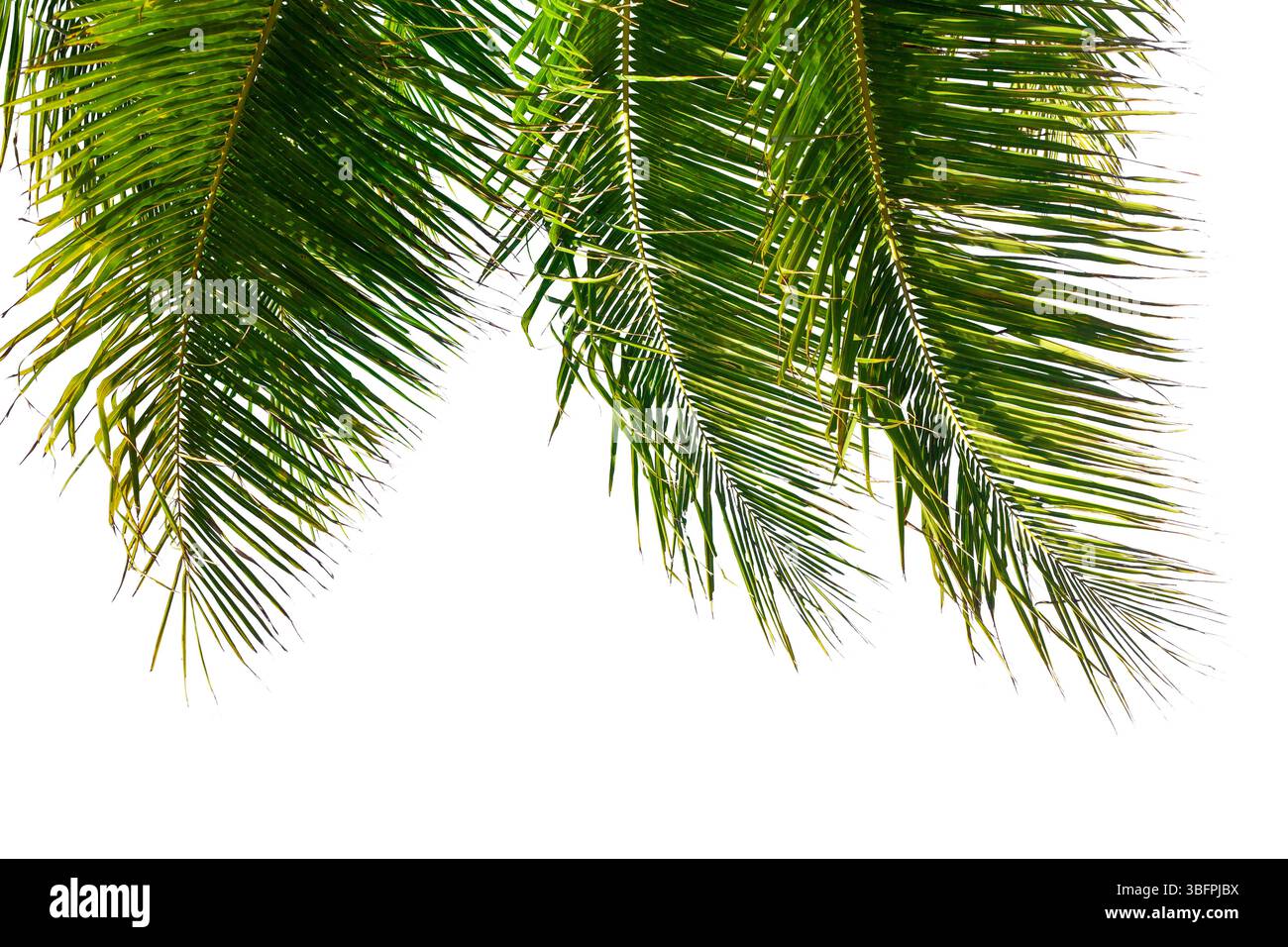 Texture des feuilles de palmier fond blanc isolé gros plan, décoration de feuille de palmier de coco, cadre de branche de palmier vert, motif de feuillage exotique, conception Banque D'Images