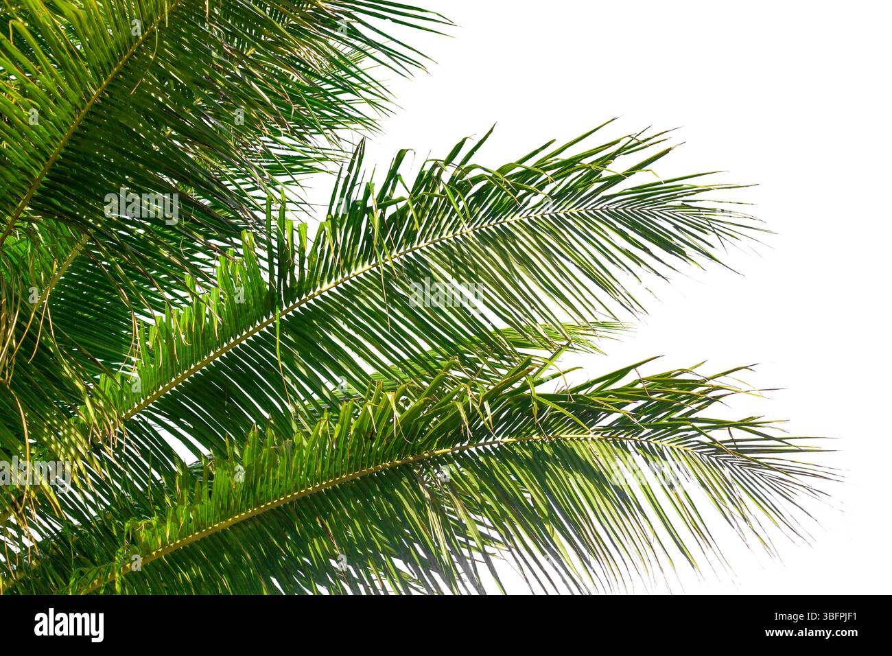 Texture des feuilles de palmier fond blanc isolé gros plan, décoration de feuille de palmier de coco, cadre de branche de palmier vert, motif de feuillage exotique, conception Banque D'Images