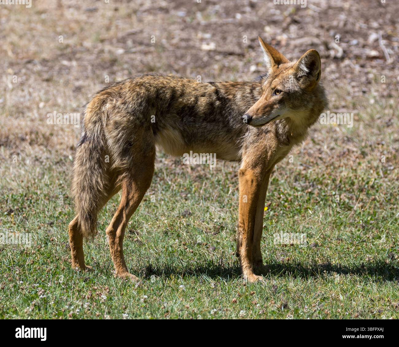 Skinny Coyote adulte repéré dans un parc de la ville à midi. Cornelis bol Park, Palo Alto, Californie. Banque D'Images