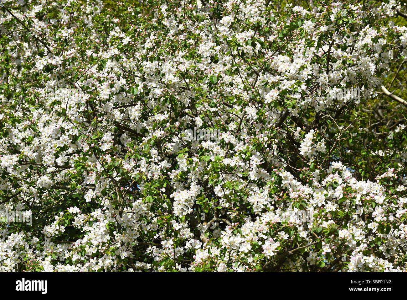 Fleurs roses et blanches et bourgeons de fleur de pomme UK avril Banque D'Images