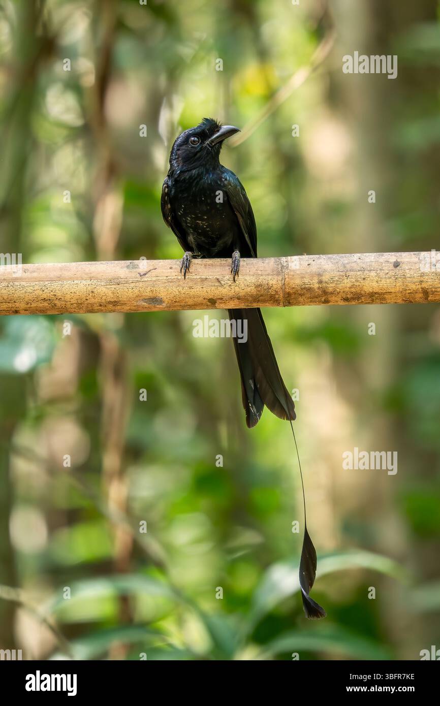 Plus grand Drongo à queue de raquette - Dicrurus paradiseus, oiseau perché noir emblématique des forêts et des bois d'Asie du Sud-est, Vietnam. Banque D'Images