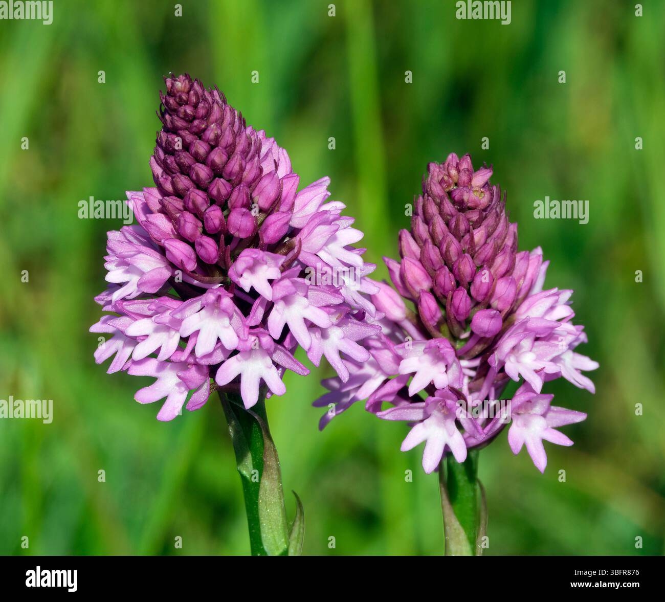 Orchidées pyramidales. Harewood Common, Andover, Hampshire, Angleterre. Banque D'Images