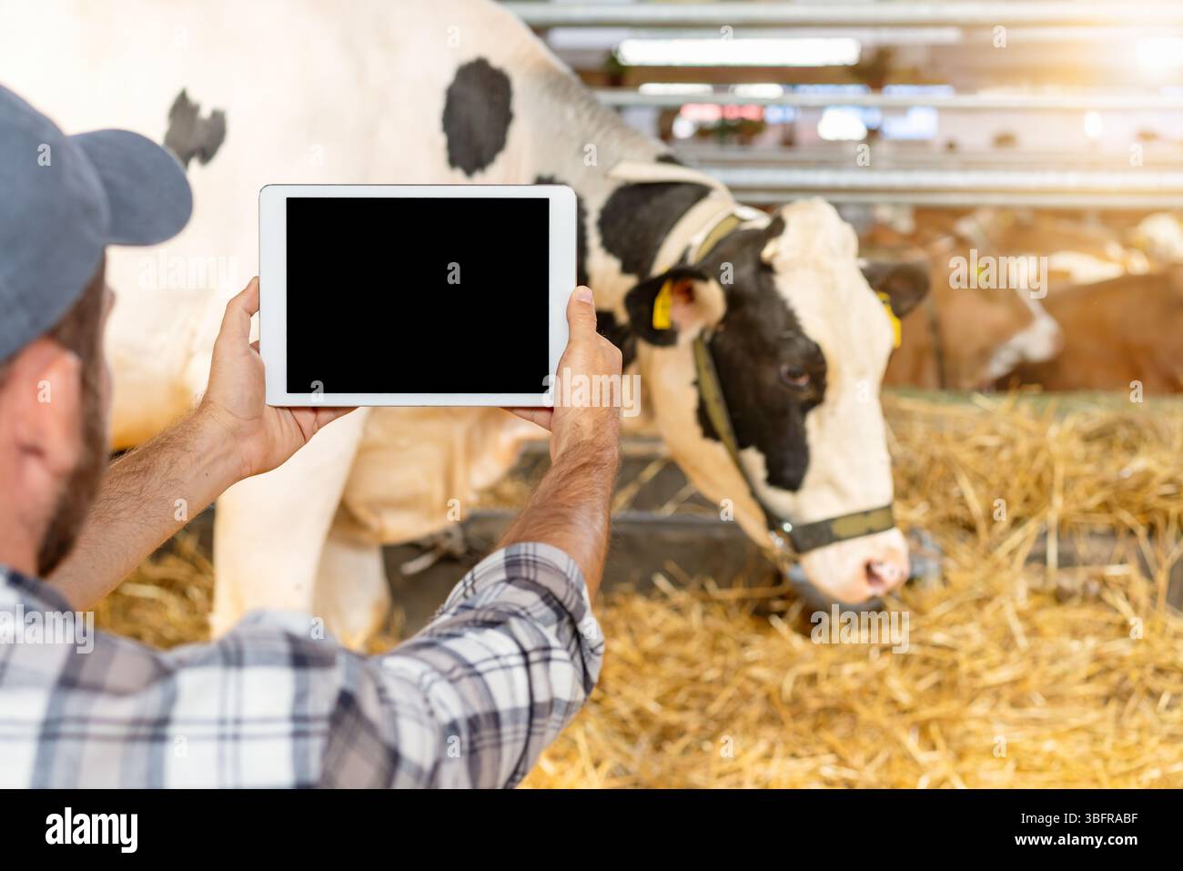 Agriculteur tenant tablette numérique avec écran blanc dans une grange de bétail avec vache Banque D'Images