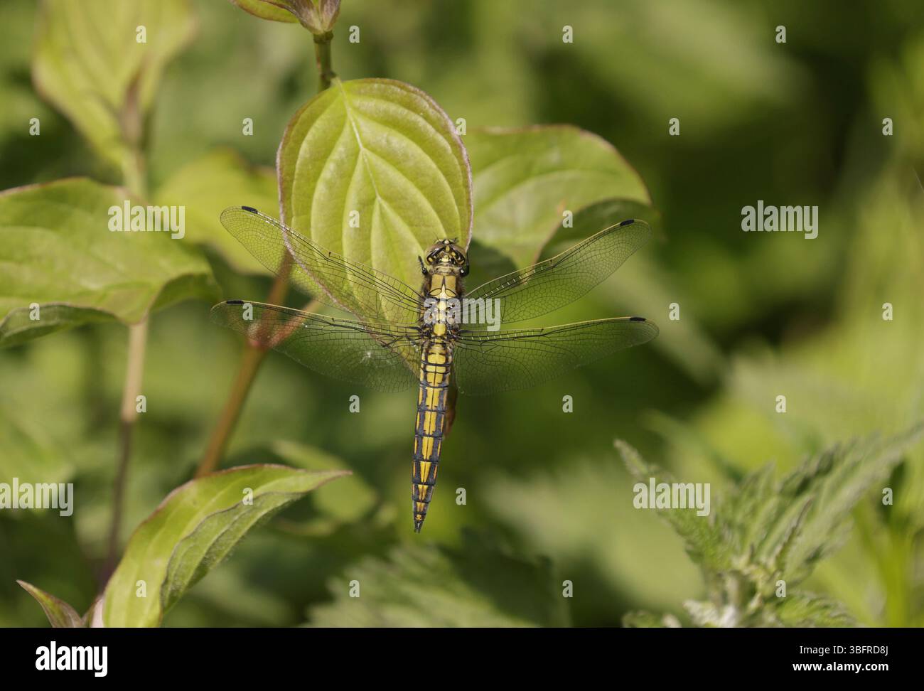 Skimmer à queue noire libellule mâle immature - Orthetrum cancellatum Banque D'Images